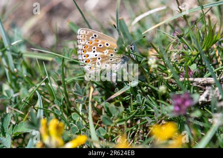 Weiblicher blauer Schmetterling (Polyommatus icarus), der Eier auf der Larvenlebensmittelpflanze auf Kreidegrasland oder im Hinterland legt, Hampshire, England, Vereinigtes Königreich Stockfoto