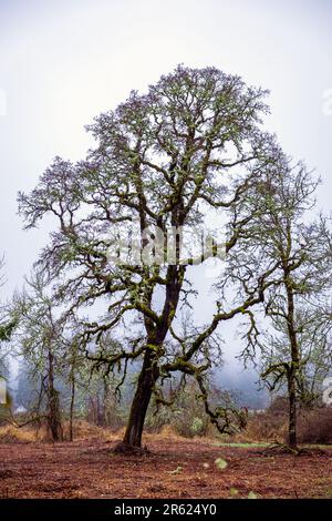 Ein vertikaler, atmosphärischer Schuss eines knorrigen, alten Baumes, der sich in einem dichten Nebel befindet Stockfoto