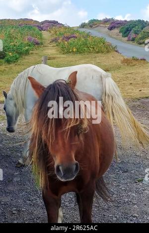 Ein wildes Pony auf dem Long Mynd in der Nähe von Church Stretton, Shropshire, Großbritannien Stockfoto