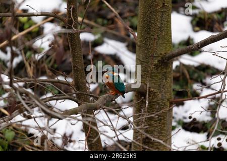 Ein kleiner Vogel auf einem kargen Ast mit Blick auf eine winterliche Szene Stockfoto