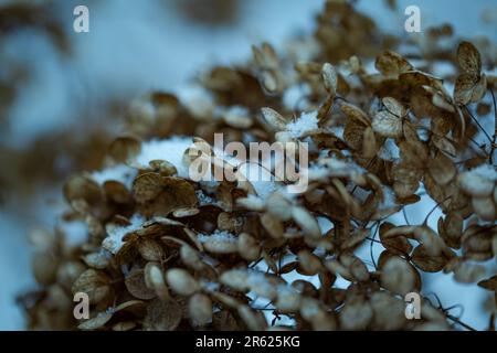 Nahaufnahme eines Straußes aus getrockneten braunen Blumen, bedeckt mit einem leichten Schneestaub Stockfoto