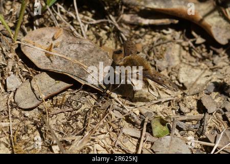 Natürliche Nahaufnahme der seltenen gepunkteten Bienenfliege, Bombylius-Verfärbung, die mit offenen Flügeln auf dem Boden sitzt Stockfoto