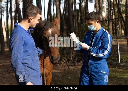 Zwei junge Reiter, die Schutzausrüstung tragen, prüfen den Maulkorb eines braunen Pferdes in einem ländlichen Umfeld Stockfoto