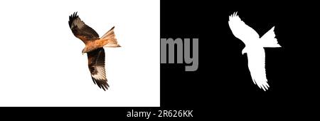 Roter Drachen (Milvus milvus) im Flug, isoliert auf weißem Hintergrund mit Schnittmaske und Pfad Stockfoto