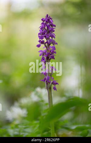 Der Orchis mascula wächst im Wald unter wildem Knoblauch. Stockfoto