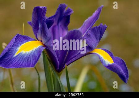 Natürliche Nahaufnahme blühender Pflanzen Porträt von wunderschönem ris Xiphium, trübe Iris, Iris Xiphium, spanische Iris, blühend im späten Frühling Stockfoto