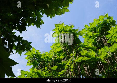 Laub von Catalpa-Bäumen, Blütenknospen und trockene alte Schoten am blauen Himmel im Frühjahr Stockfoto