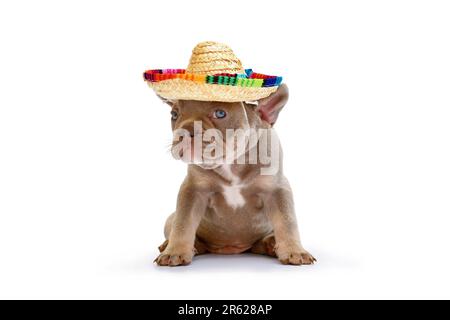 Französischer Bulldog Hündchen mit Sommerstroh-Sombrero-Hut auf weißem Hintergrund Stockfoto