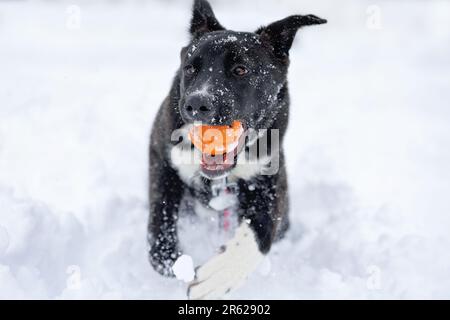 Ein Hündchen, das im Schnee Fetch spielt. Weißer Hintergrund. Schwarz-weiß Collie Lab Mix mit kurzem Haarrand. Stockfoto