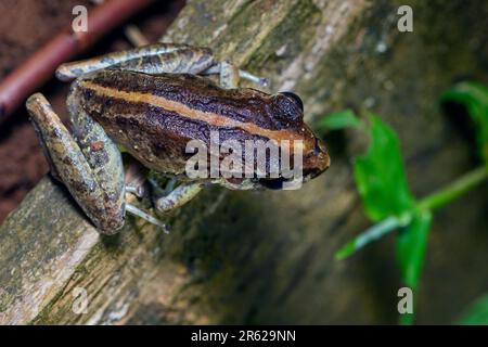 Gemeiner Regenfrosch (Craugastor fitzingeri) aus Sarapiqui, Costa Rica. Stockfoto