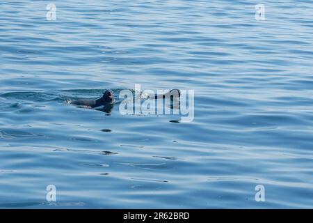 Braune Seebären (Arctocephalus pusillus), auch bekannt als Kapfellrobbe Stockfoto