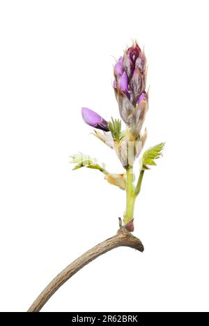 Bltenknospen von Wisteria Stockfotografie - Alamy