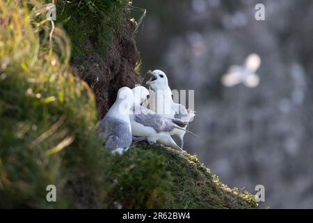 Northern Fulmars bei Bempton Cliffs. Stockfoto