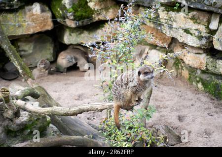 Ein kleiner Erdmännchen, der hinter einem Strauß vor einem felsigen Gehege hinausblickt Stockfoto