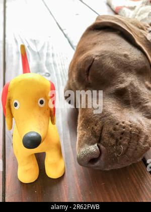 Kopf des jungen Hundes - Rasse Deutscher Shorthaired Pointer Stockfoto