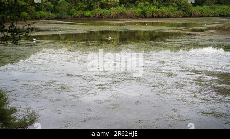 Eine Gruppe von Enten waten gemütlich in einem ruhigen See, ohne dass es eine Welle zu sehen gab Stockfoto
