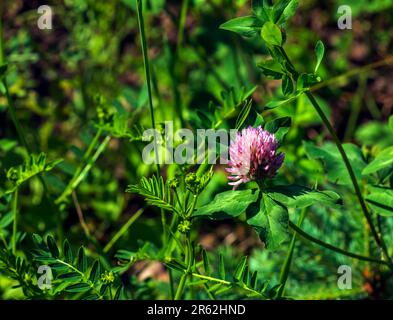 Trifolium pratense, Rotklee. Sammeln Sie wertvolle Blumen im Sommer auf der Wiese. Heilpflanze und Honigpflanze, Futter und in der Volksmedizin Stockfoto