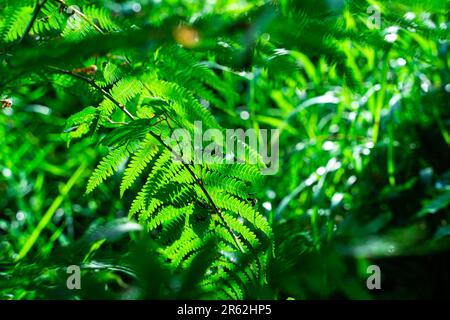 Ein Nahbild von üppigem Farnwald in einer Waldlandschaft Stockfoto