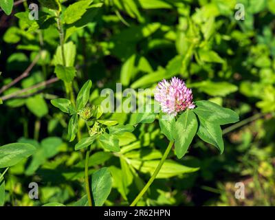 Trifolium pratense, Rotklee. Sammeln Sie wertvolle Blumen im Sommer auf der Wiese. Heilpflanze und Honigpflanze, Futter und in der Volksmedizin Stockfoto