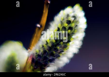 Frühlingsmotiv. Gelb-schwarze flauschige Weidenblume (Catkin). Ultra-Makro. Selektiver Fokus mit Hintergrundunschärfe Stockfoto