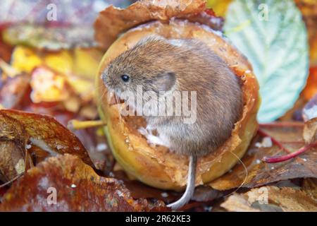 Gartenbau. Wühlmäuse ernähren sich von Äpfeln, die im Garten vom Baum gefallen sind, bis Frost entsteht. Nagetiere fressen seltsame runde Hohlräume in Früchten auf, sie fressen Fruchtfleisch und Spe Stockfoto