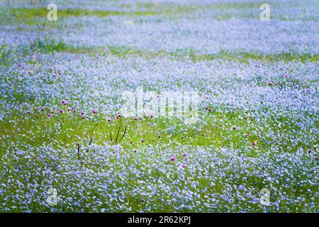 Steppe-Kaution. Zur Entstehung von Wildflachsfeldern (Linum usitatissimum). Schwarzmeerregion Stockfoto