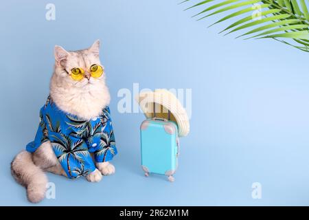 Weiße Katze in einem blauen Sommerhemd und einer gelben Brille, neben einem kleinen blauen Koffer Stockfoto