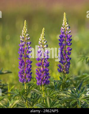 Lupinen wachsen am Straßenrand in Clam Lake, Wisconsin. Stockfoto