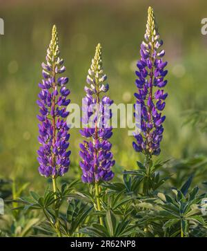 Lupinen wachsen am Straßenrand in Clam Lake, Wisconsin. Stockfoto