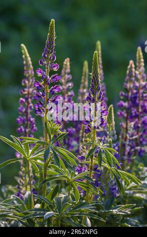 Lupinen wachsen am Straßenrand in Clam Lake, Wisconsin. Stockfoto