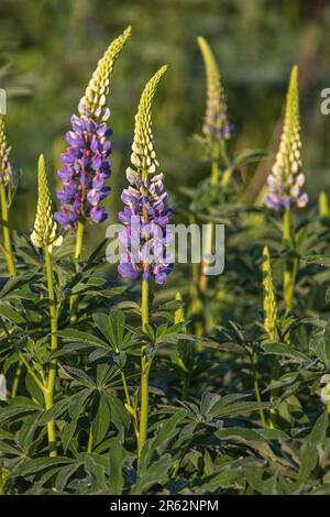 Lupinen wachsen am Straßenrand in Clam Lake, Wisconsin. Stockfoto