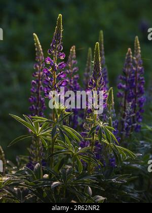 Lupinen wachsen am Straßenrand in Clam Lake, Wisconsin. Stockfoto