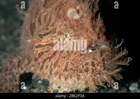 Gestreifter Froschfisch, Antennarius striatus, mit Wurm-ähnlichem Köder, Tauchplatz Jahir, Lembritstraße, Sulawesi, Indonesien Stockfoto