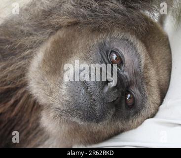 Affen, die mit Menschen gerettet wurden Stockfoto