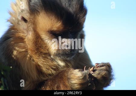 Affen, die mit Menschen gerettet wurden Stockfoto