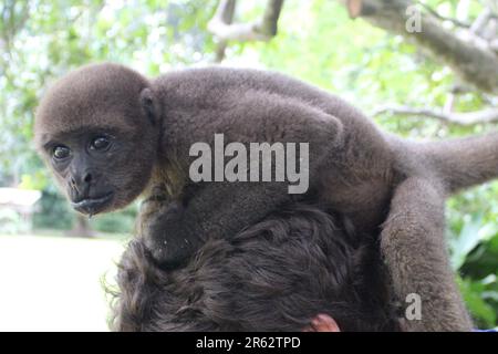 Wolläffchen im Rettungszentrum Stockfoto