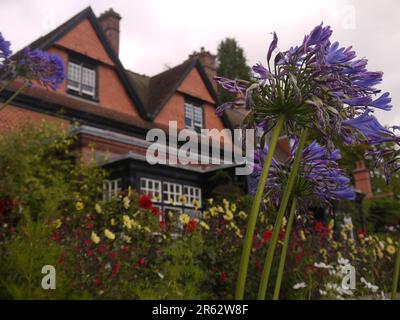 Blaues Agapanthus an der Terrassengrenze von Hergest Croft Gardens, Kington, Herefordshire, Großbritannien - September 2019 Stockfoto