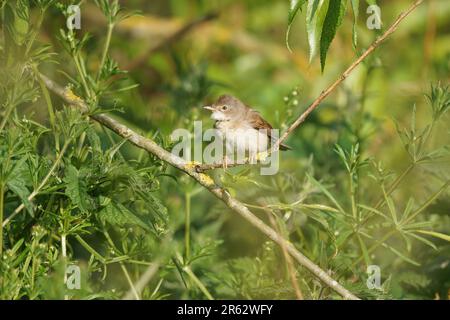 Whitethroat (Curruca communis) in Unterholz, Großbritannien Stockfoto