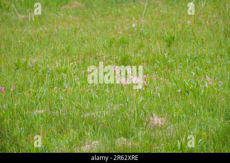 Rosa Wildblumen und Weideflächen in Ketchikan, Alaska Stockfoto
