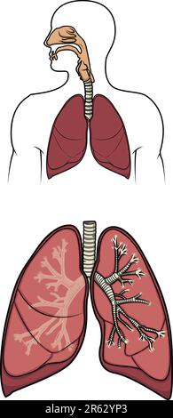 Diagramm eines menschlichen Respirationssystems im Vektor Stock Vektor