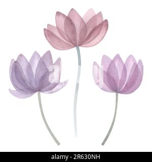 Aquarell durchsichtige Blumen. Blumenset in Pastellviolett, Pink, Farben. Handgezeichnete Darstellung isoliert auf weißem Hintergrund. Für die Planung einer Hochzeit Stockfoto