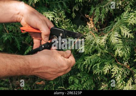 Thuja-Brabant-Schnitt. ste schneiden, eine lebende grne Hecke. Der  Gartentrimmer schneidet eine Thuja-Hecke. Pflanzenbildung und  Sanitrschnitt der Pflanzen Stockfotografie - Alamy