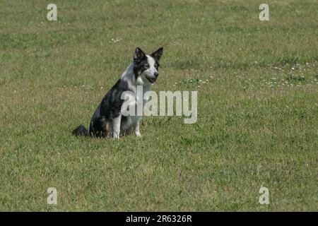 Collie, der an sonnigen Tagen draußen im Gras sitzt Stockfoto