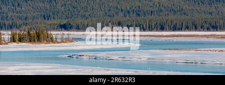 Drohne, Blick aus der Vogelperspektive auf den Yukon River im Norden Kanadas, Yukon Territory im Frühling mit einem großen gefrorenen See hoch über dem borealen Wald Stockfoto