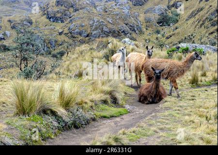 Lamas (lama glama) im El Cajas National Park oder Cajas National Park ist ein Nationalpark im Hochland von Ecuador. Stockfoto