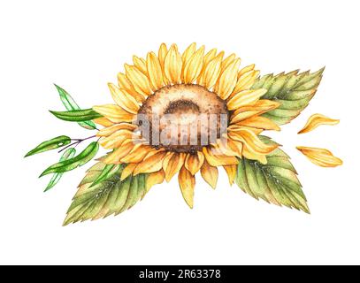 Aquarell Sonnenblumenstrauß isoliert auf Weiß. Sonnenblumen, Eukalyptus, Blütenblätter. Sonnenblumenillustrierung für Designkarten, Einladungen, Stoffaufkleber, Stockfoto
