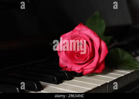 Schöne rosa Rose auf Klaviertasten, Nahaufnahme Stockfoto