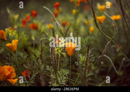 Ein Feld mit grünem Mohn, in dem die Stiele anderer Pflanzen vermischt sind Stockfoto