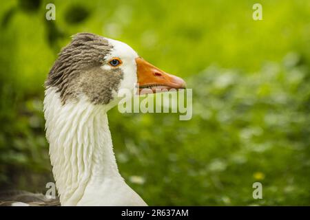 Die Graugans, die Graugans oder die Graugans sind eine Vogelart aus der Familie der in Eurasien und Nordafrika heimischen Anatidae Stockfoto