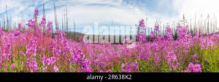 Atemberaubende Panoramaaussicht mit rosafarbenen, lila Feuerweed-Blumen, die im Sommer im Norden Kanadas zu sehen sind, mit blauem Hintergrund und ausgebrannter Fichte Stockfoto